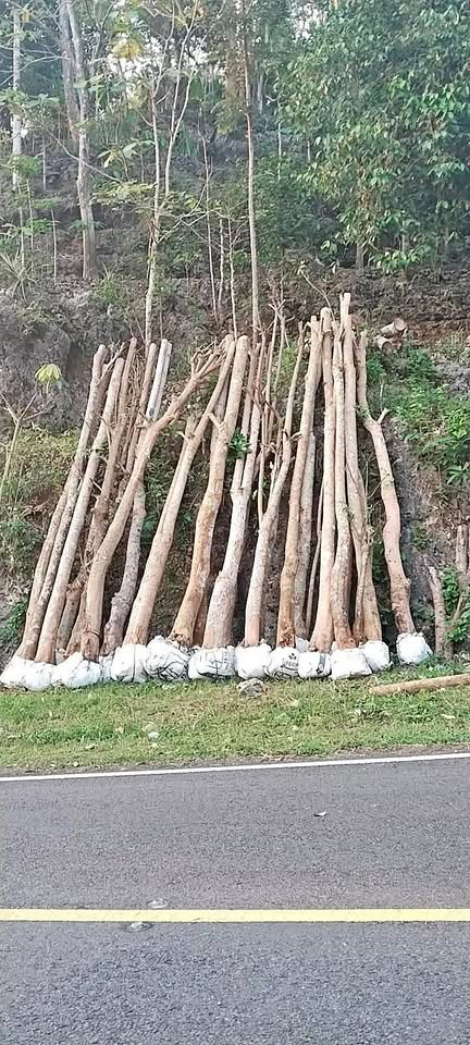 Jual Pohon pule stok banyak melimpah