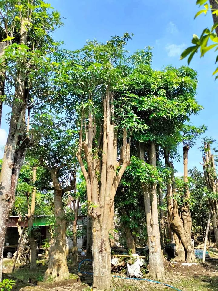 Taman Tropis dengan Sentuhan Pohon Pule Fosil