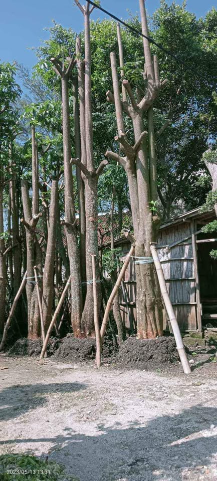 Jual Pohon pule tinggi stok