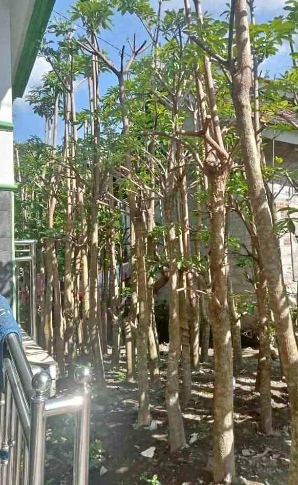 Pohon Pule Khasiat Herbal