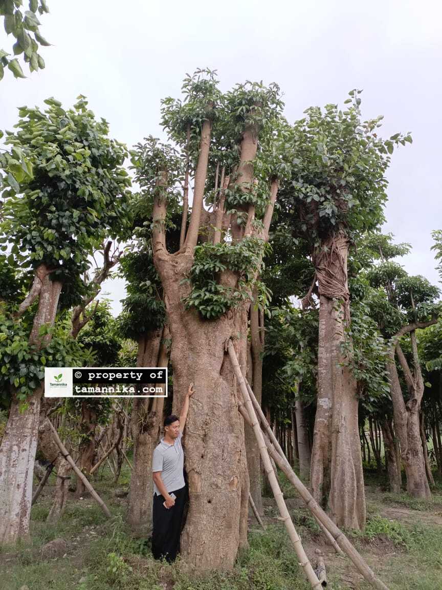 jual pohon pule macam jenis