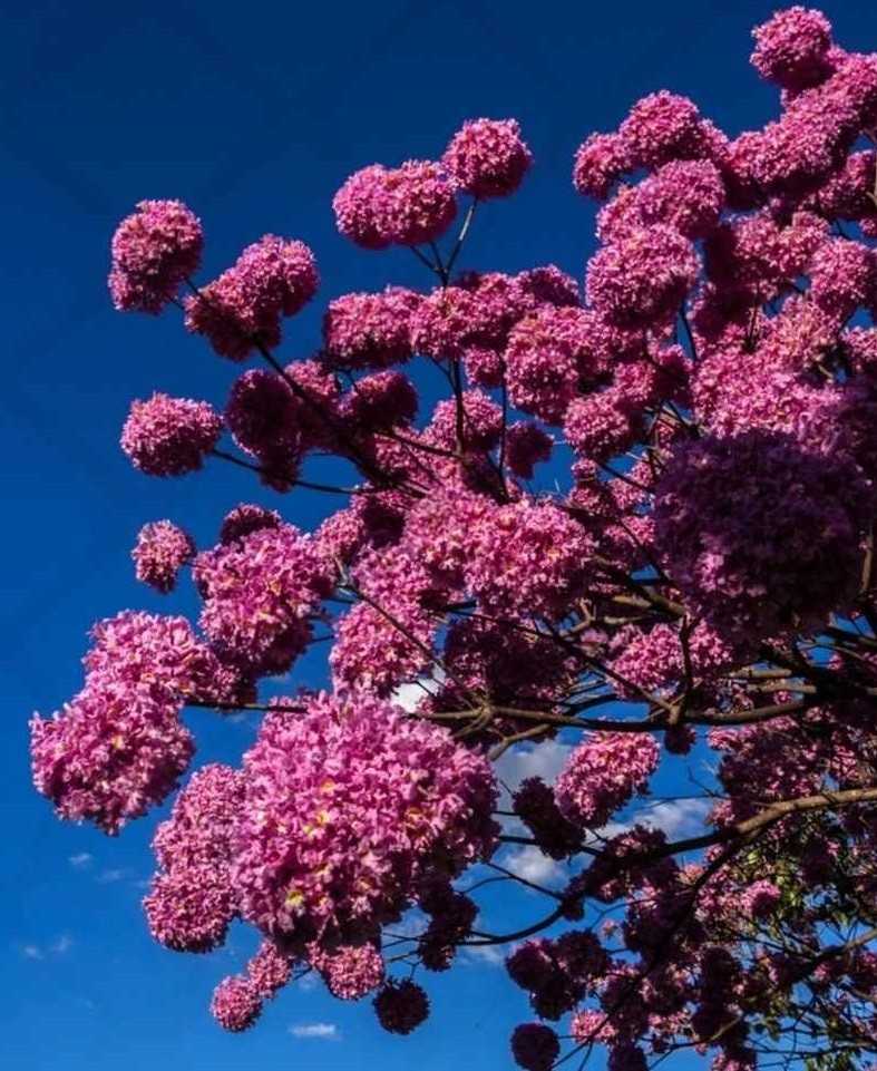 Pohon Tabebuya Pink