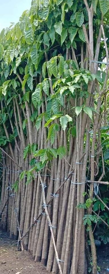 jual pohon tabebuya tinggi 4 5 meter