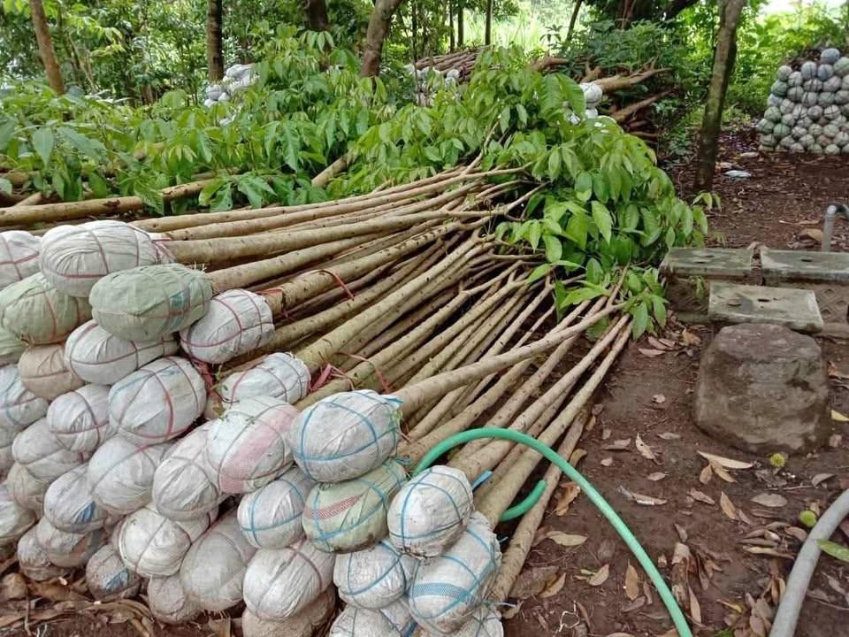 jual pohon tabebuya tinggi 1 meter