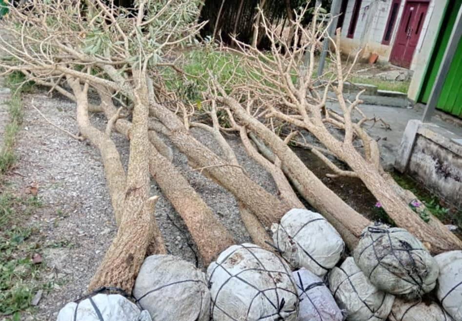 jual pohon tabebuya