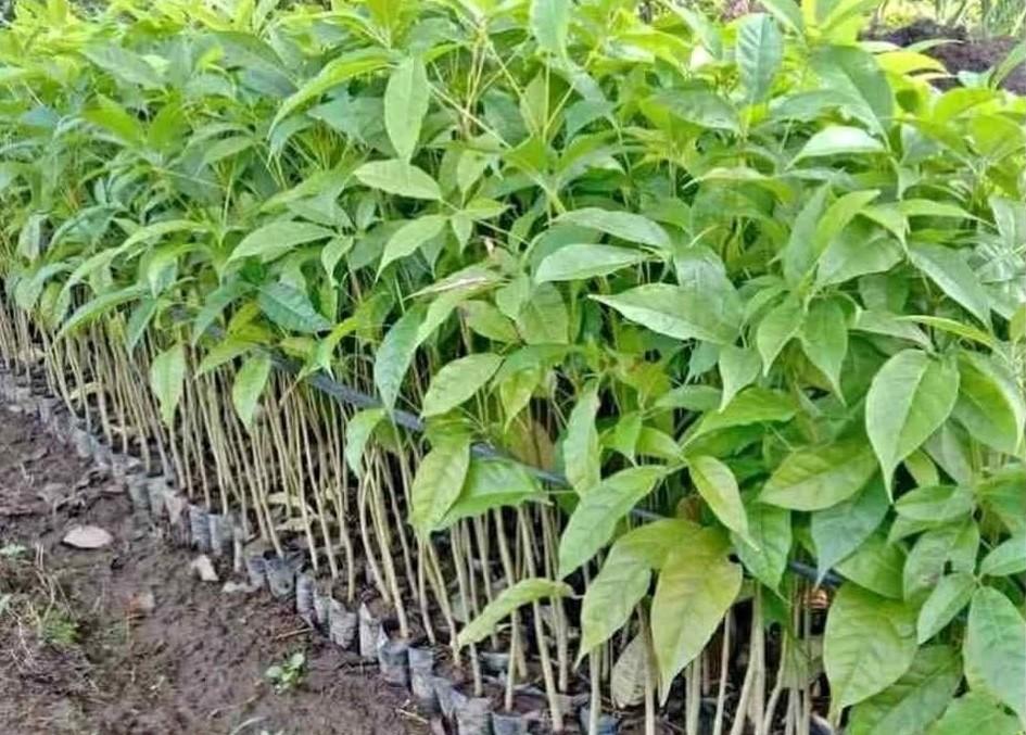 Jual bibit pohon Tabebuya kecil 30-50 cm