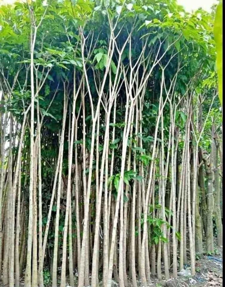 jual pohon tabebuya