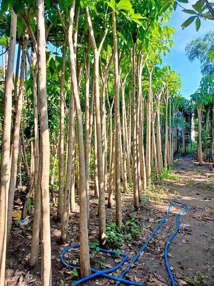 jual pohon tabebuya tinggi 2 meter