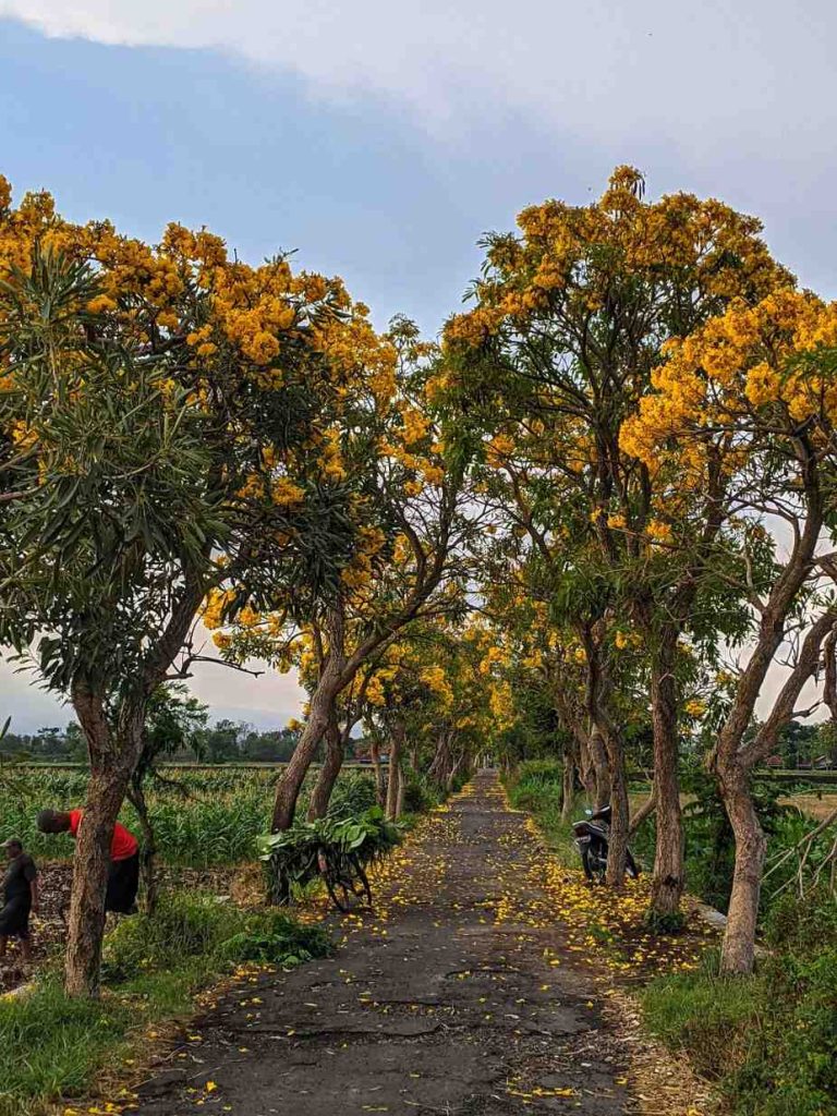 jual pohon tabebuya kuning