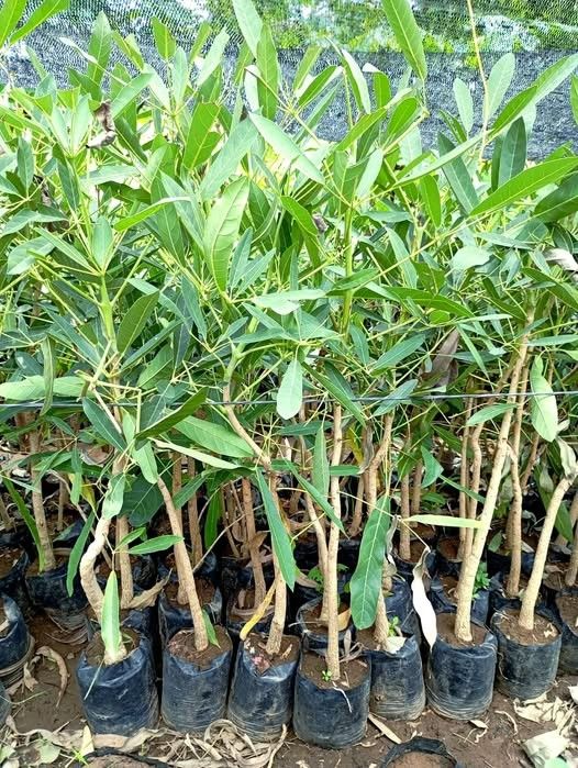 jual pohon tabebuya kuning