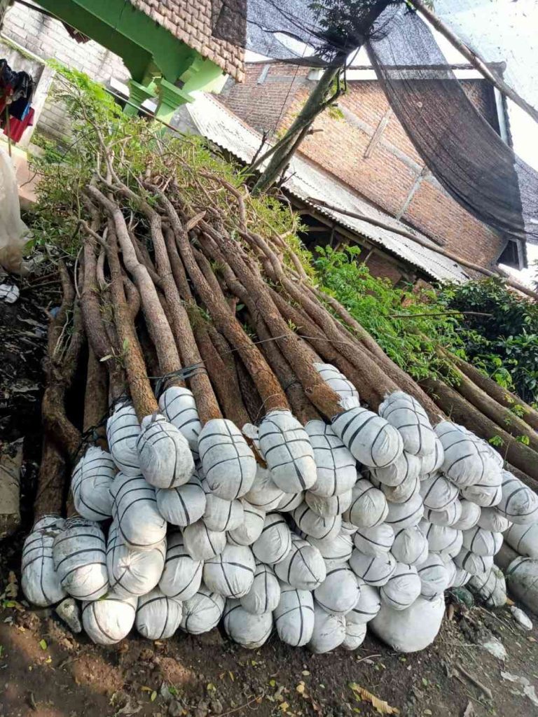 jual pohon tabebuya kuning