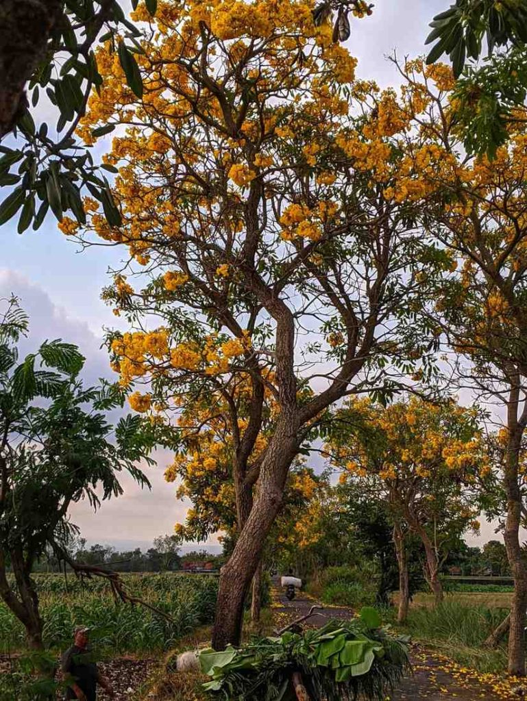 jual pohon tabebuya kuning
