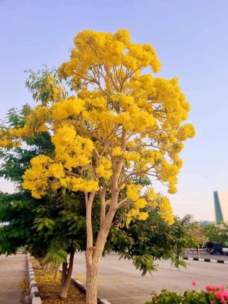 jual pohon tabebuya kuning