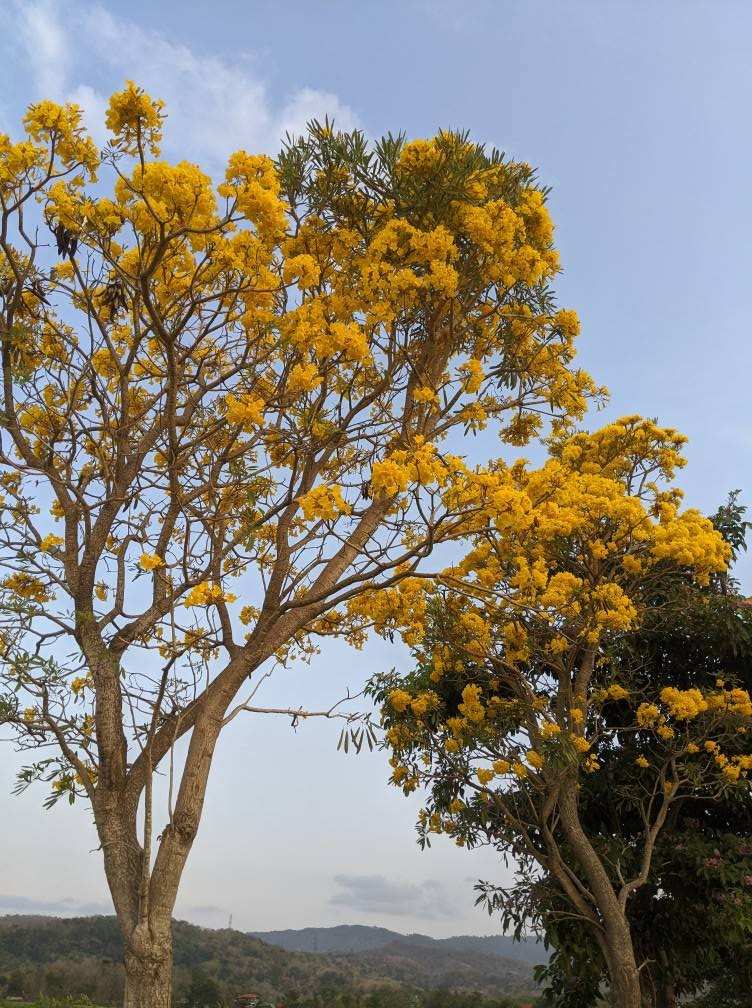 jual pohon tabebuya kuning