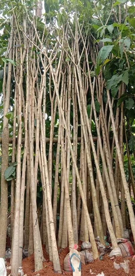 Jual Pohon Tabebuya Pink Tinggi ±5 Meter