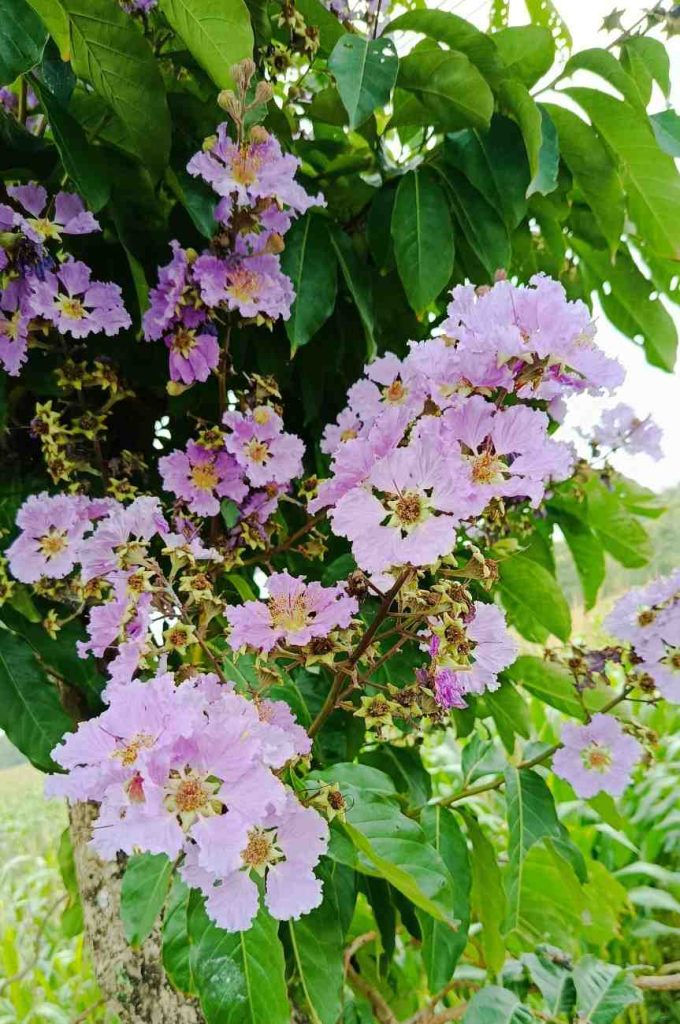 jual pohon tabebuya pink
