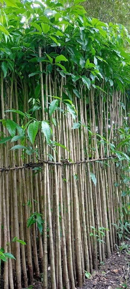 Jual Pohon Tabebuya Pink Tinggi ±2,5 Meter