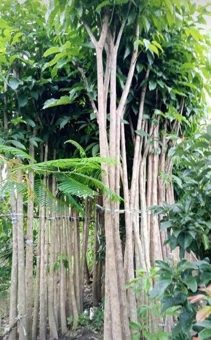 Jual Pohon Tabebuya Pink Tinggi ±2 Meter