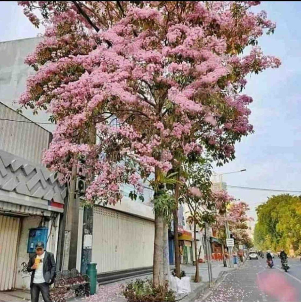 jual pohon tabebuya pink