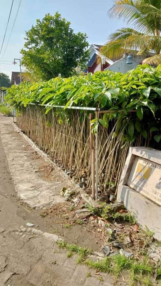Jual Pohon Tabebuya Pink Tinggi ±1 Meter