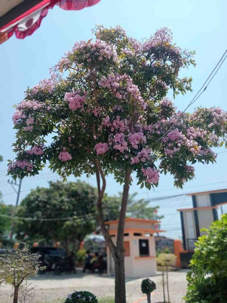 jual pohon tabebuya pink