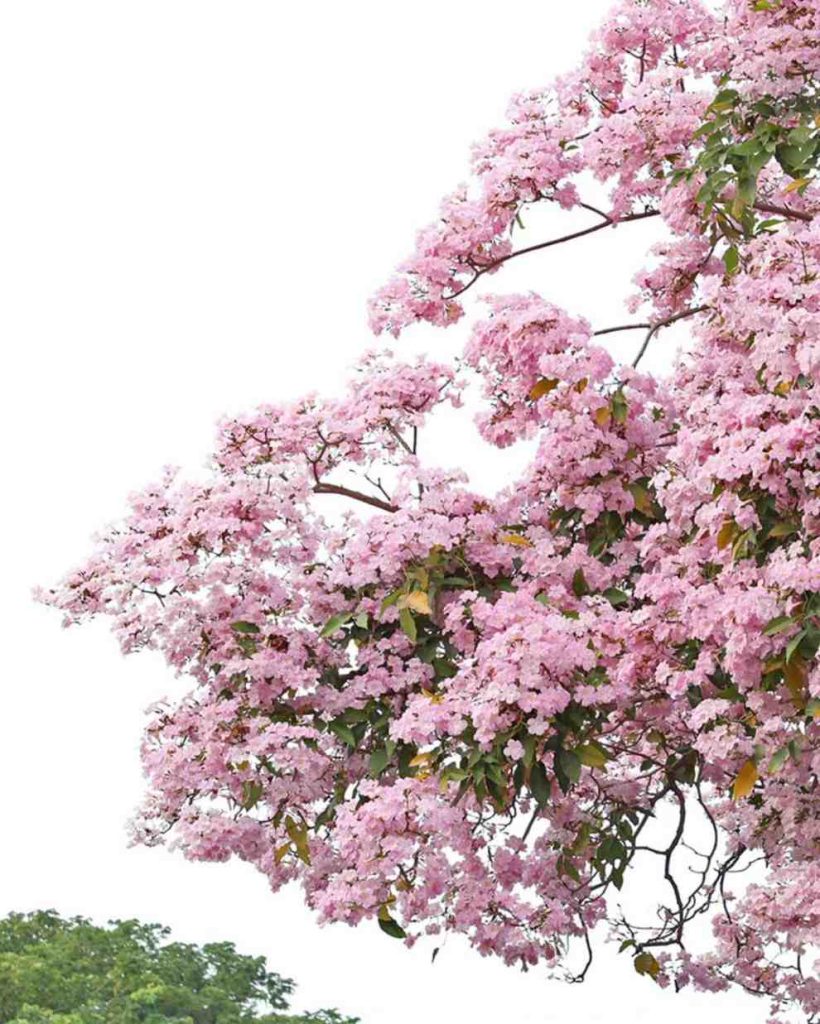 jual pohon tabebuya pink