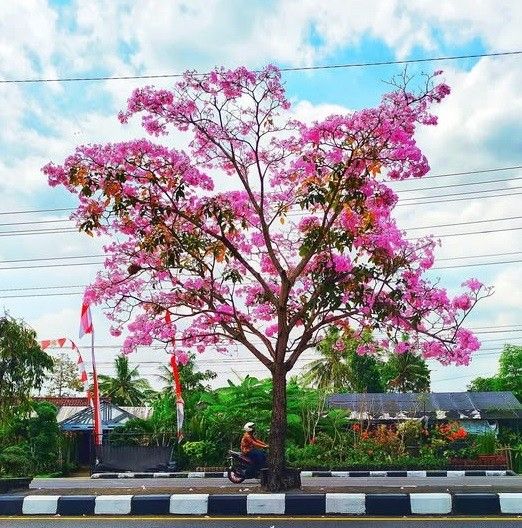 Keindahan Pohon Tabebuya Pink di Taman