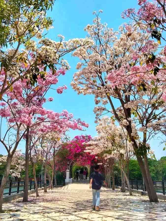 Jual Pohon Tabebuya Pink Ukuran Sedang