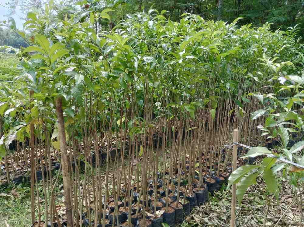 jual pohon tabebuya putih 1