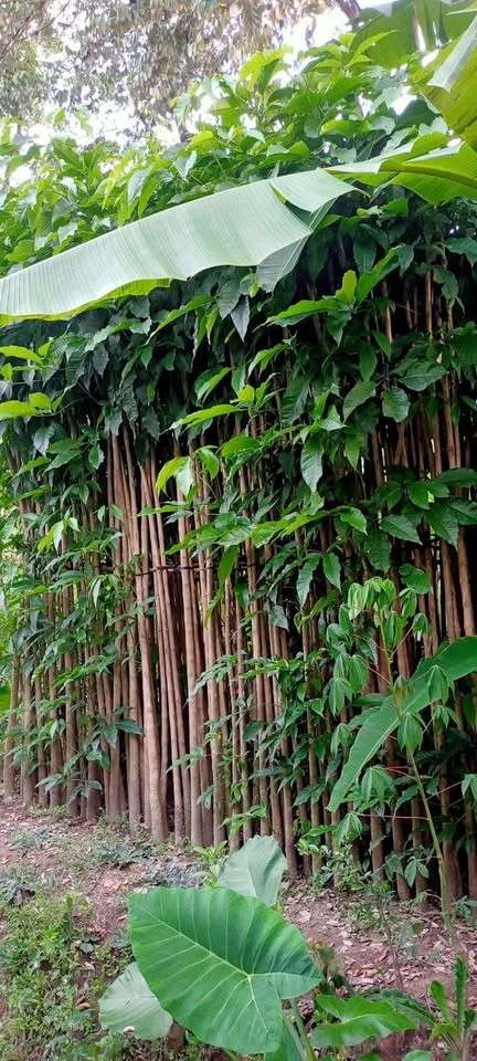 jual pohon tabebuya putih 11