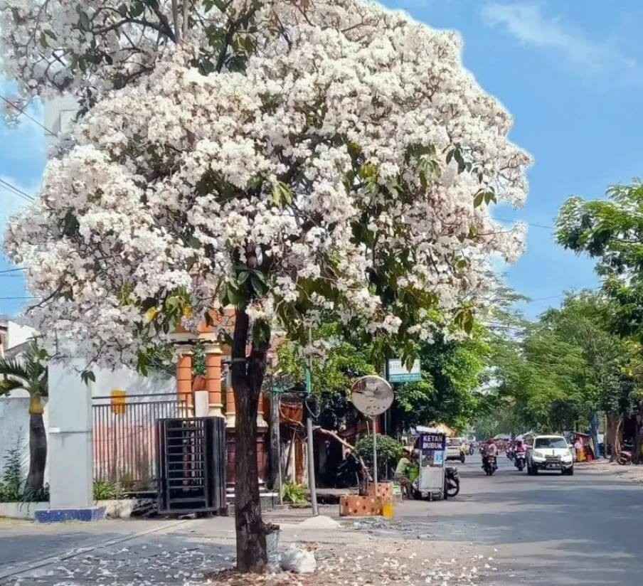 Pohon Tabebuya Putih