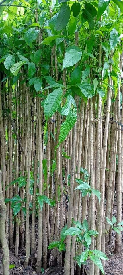 jual pohon tabebuya putih 13