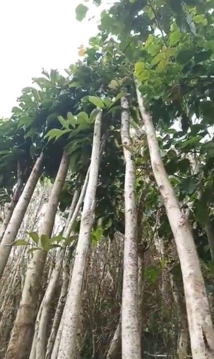 jual pohon tabebuya putih 16