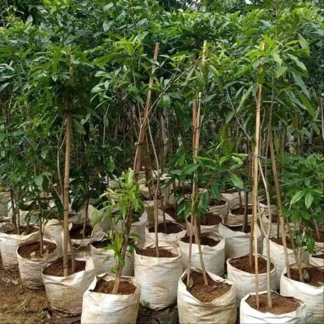 jual pohon tabebuya putih 17