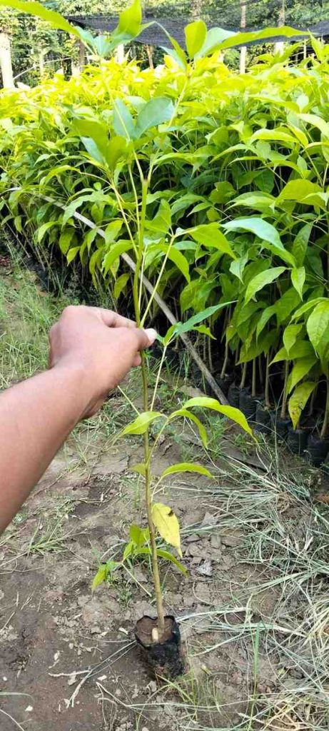 jual pohon tabebuya putih 2