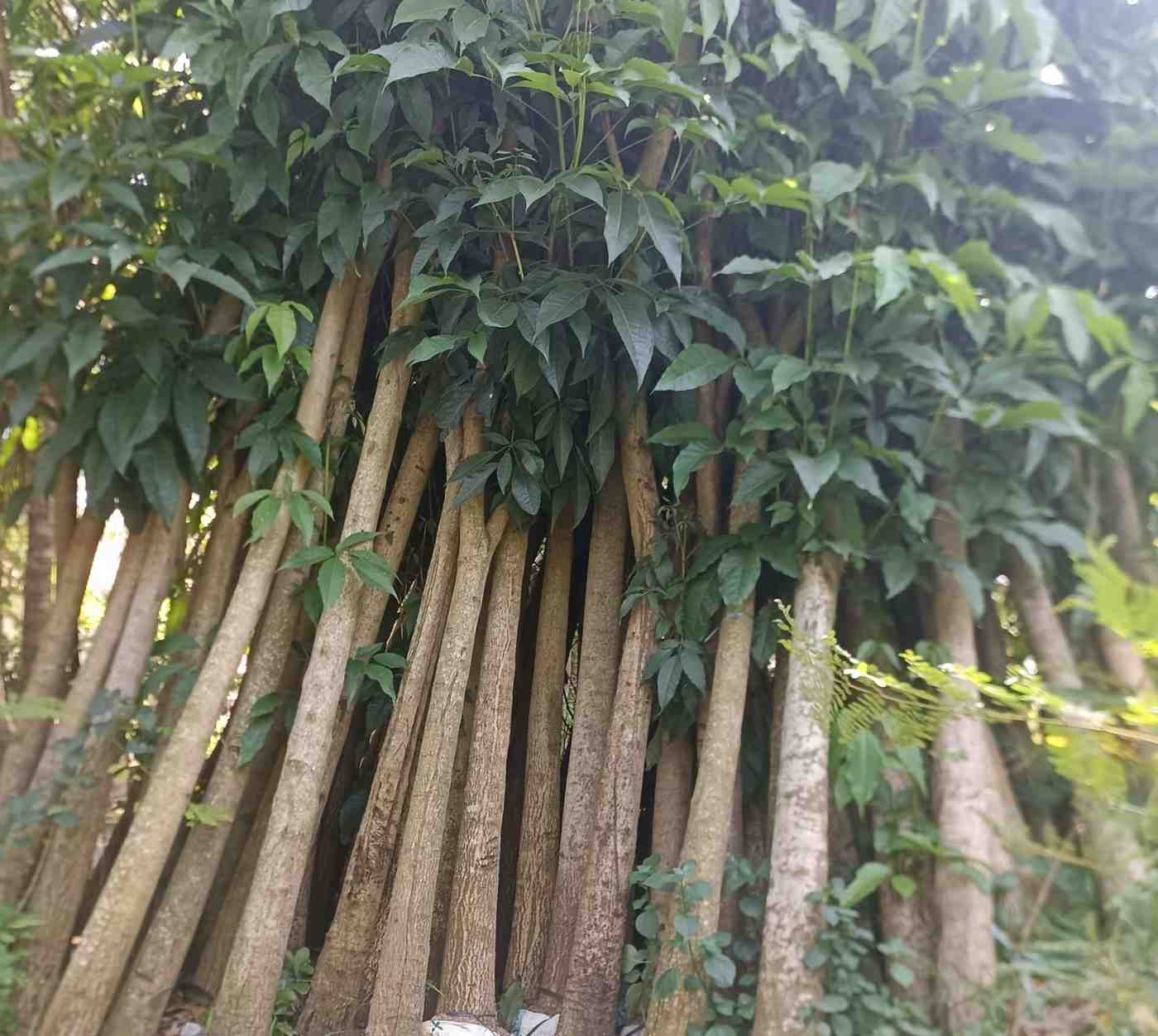 Jual Pohon Tabebuya Putih Tinggi ±3 Meter