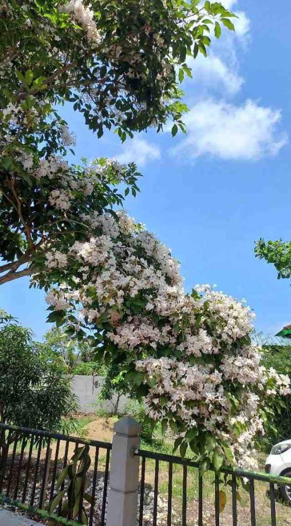 jual pohon tabebuya putih 4