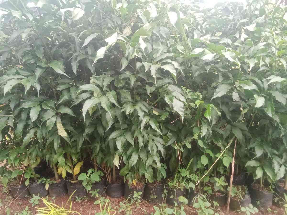 Bibit Pohon Tabebuya Ungu Siap Tanam (30-70cm)