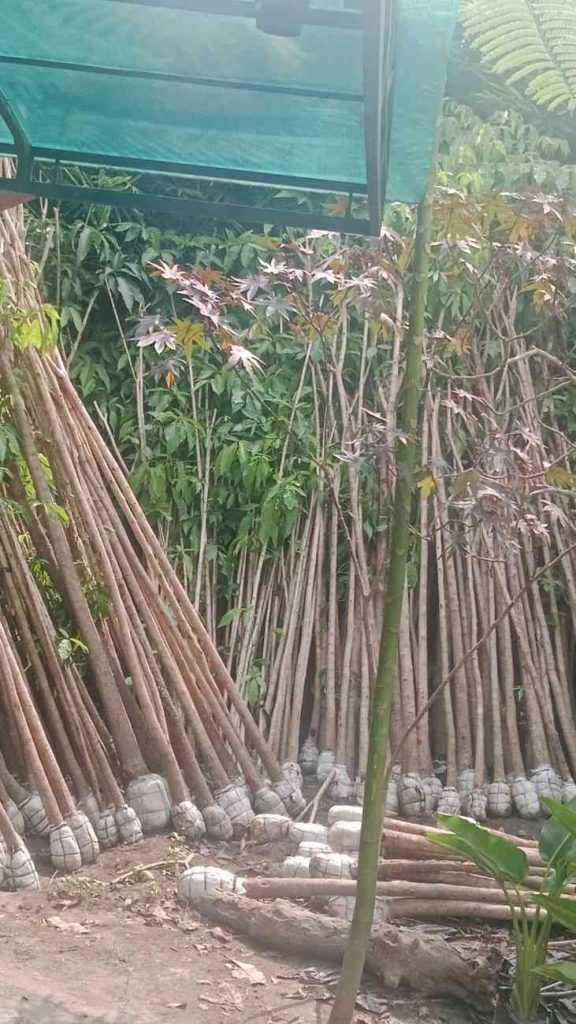 jual pohon tabebuya ungu 2
