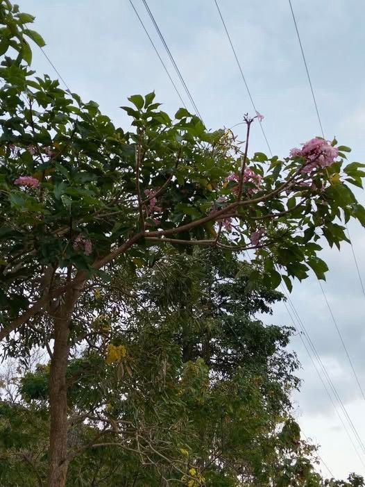 jual pohon tabebuya ungu 6