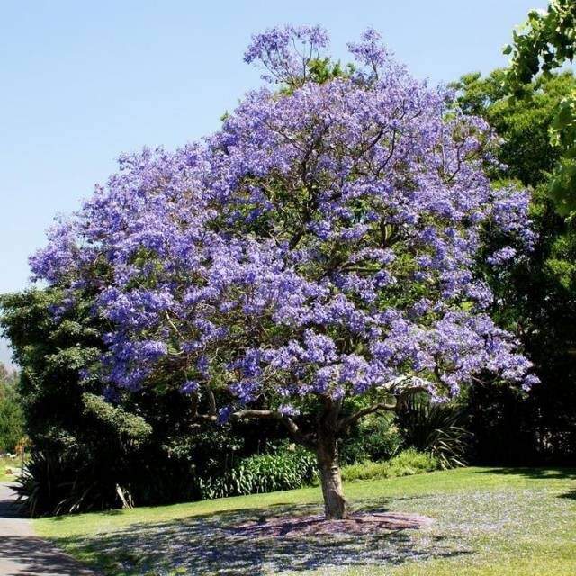 Pohon Tabebuya Ungu