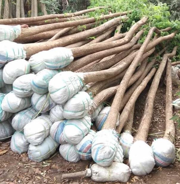 jual pohon trembesi 1