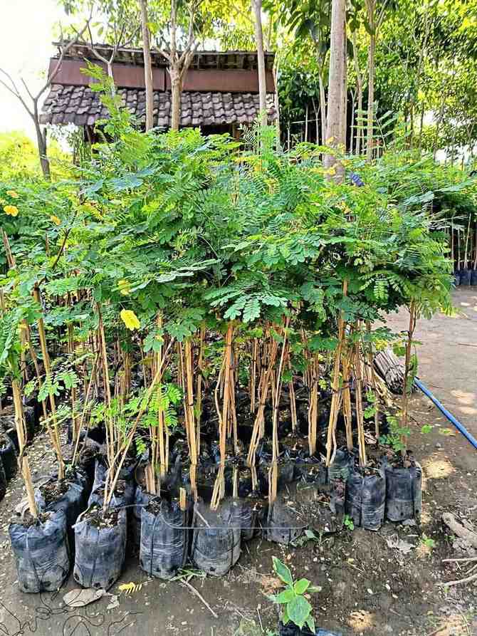 jual pohon trembesi 2