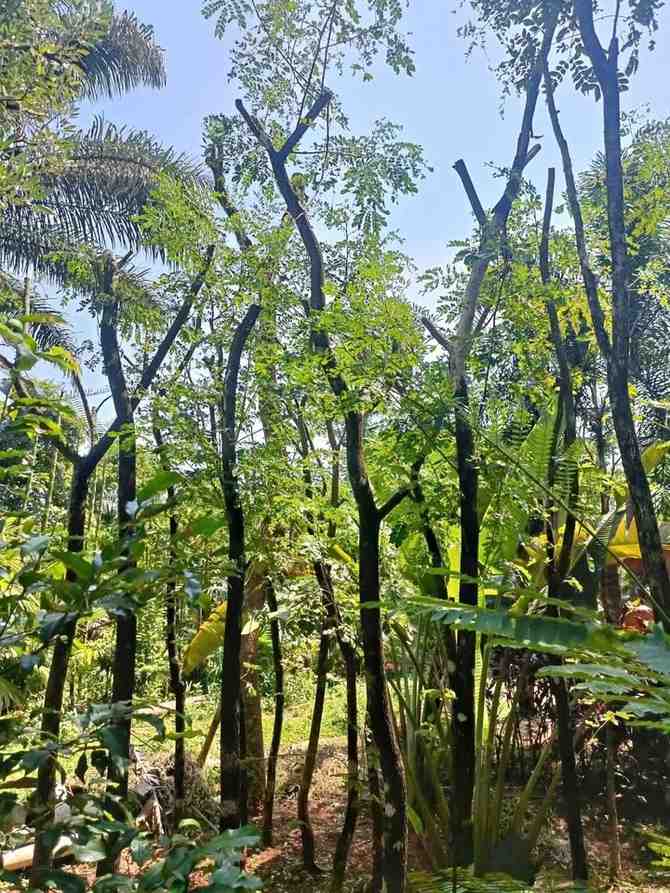 jual pohon trembesi 3