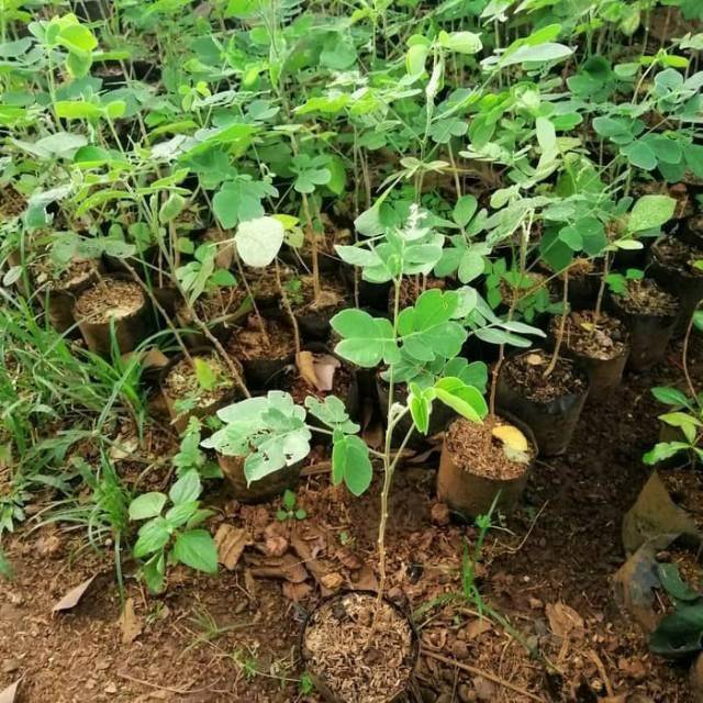 jual pohon trembesi 7
