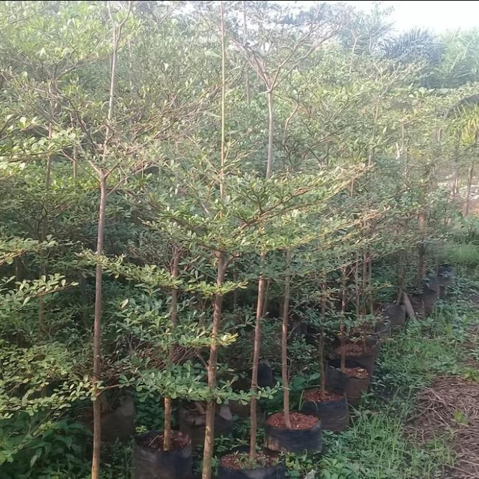 ketapang kencana tinggi 2m