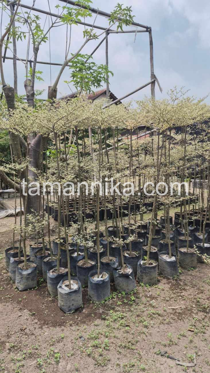jual pohon ketapang kencana macam jenis
