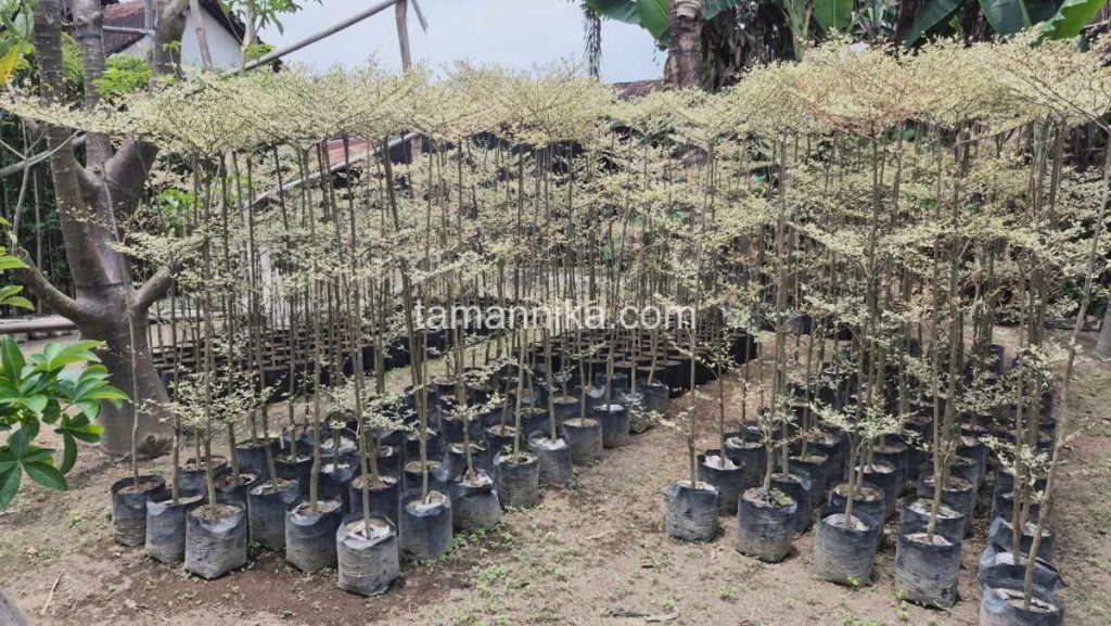 jual pohon ketapang kencana varigata