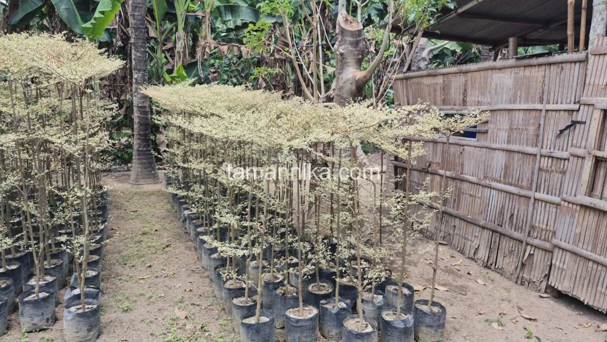 Pohon Ketapang Kencana Estetika & Keindahan