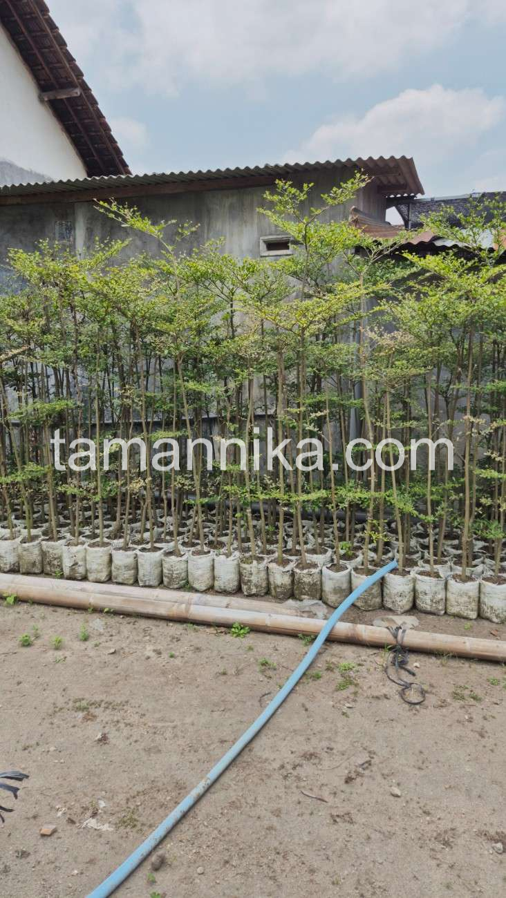 jual pohon ketapang kencana macam jenis